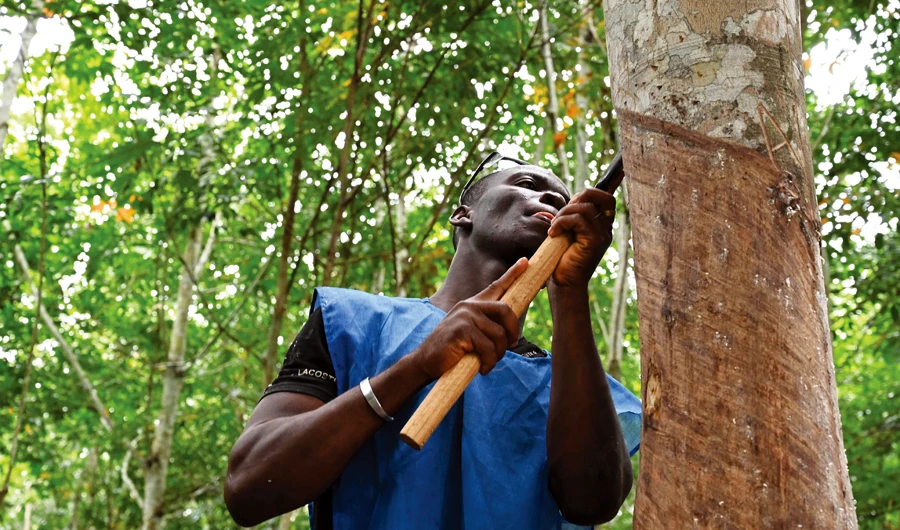 Well-managed rubber production ‘is an asset’