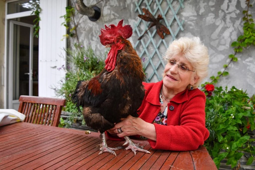 Maurice the rooster, with owner Corinne Fesseau at Saint-Pierre-d’Oleron in La Rochelle in western France, won court support against pesky human neighbors opposed to his dawn crowing. (AFP)