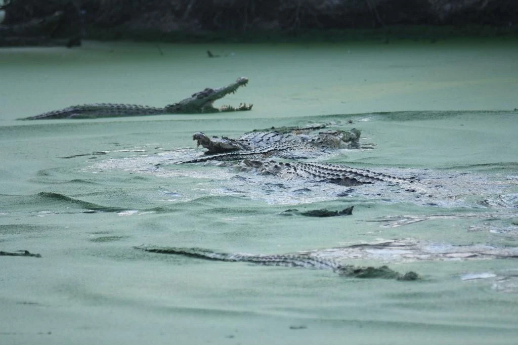 Indonesian woman killed by crocodile, another missing