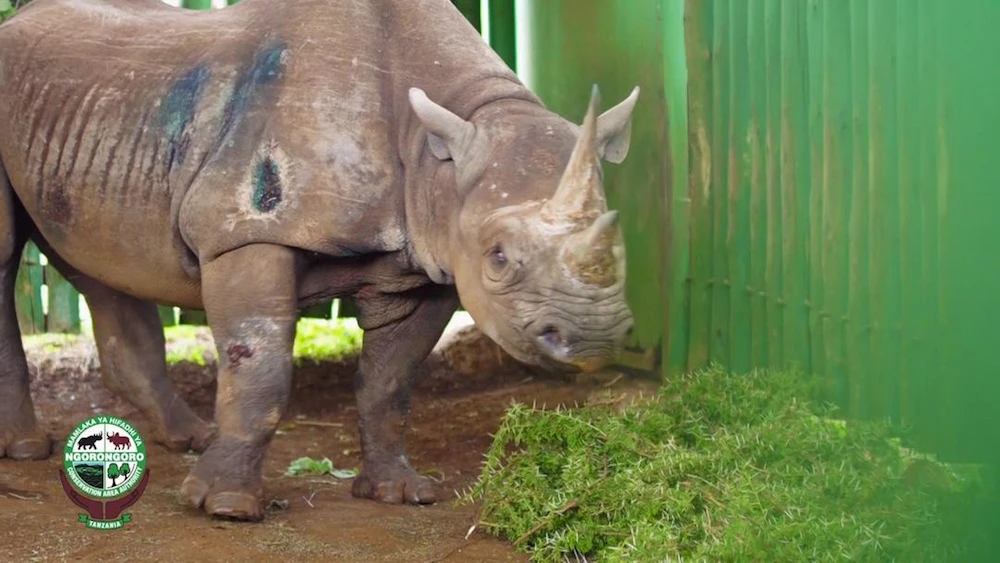 Rhino believed to be ‘world’s oldest’ dies aged 57 in Tanzania