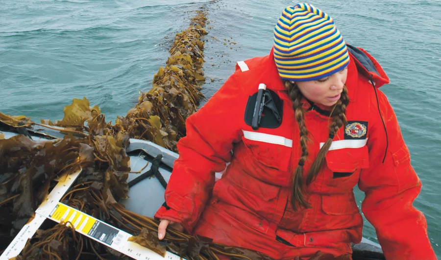 Researcher Brittney Honisch examines seaweed in Maine. (AP)