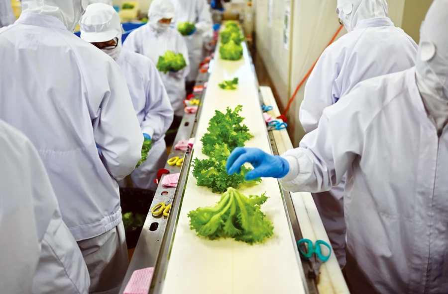 Grown from necessity: Vertical farming takes off in aging Japan