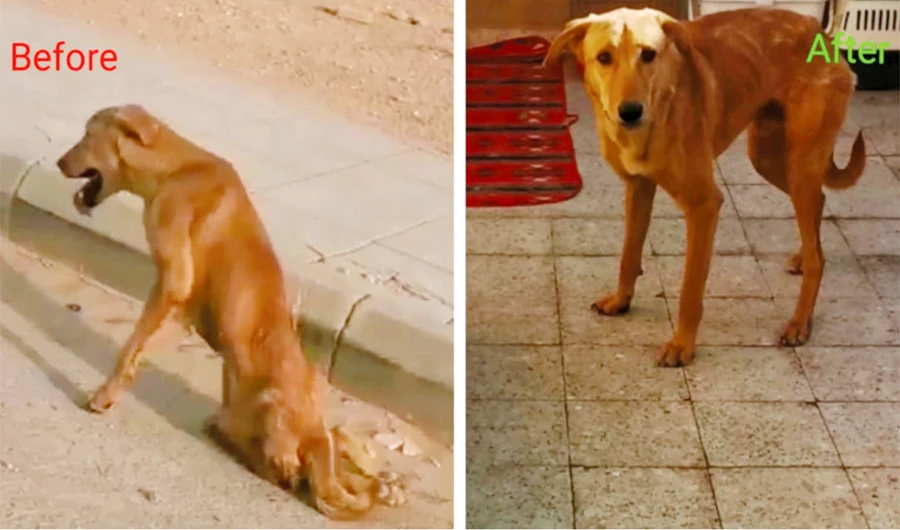 Palestinian expat in Saudi Arabia wins praise online for restoring injured stray to health