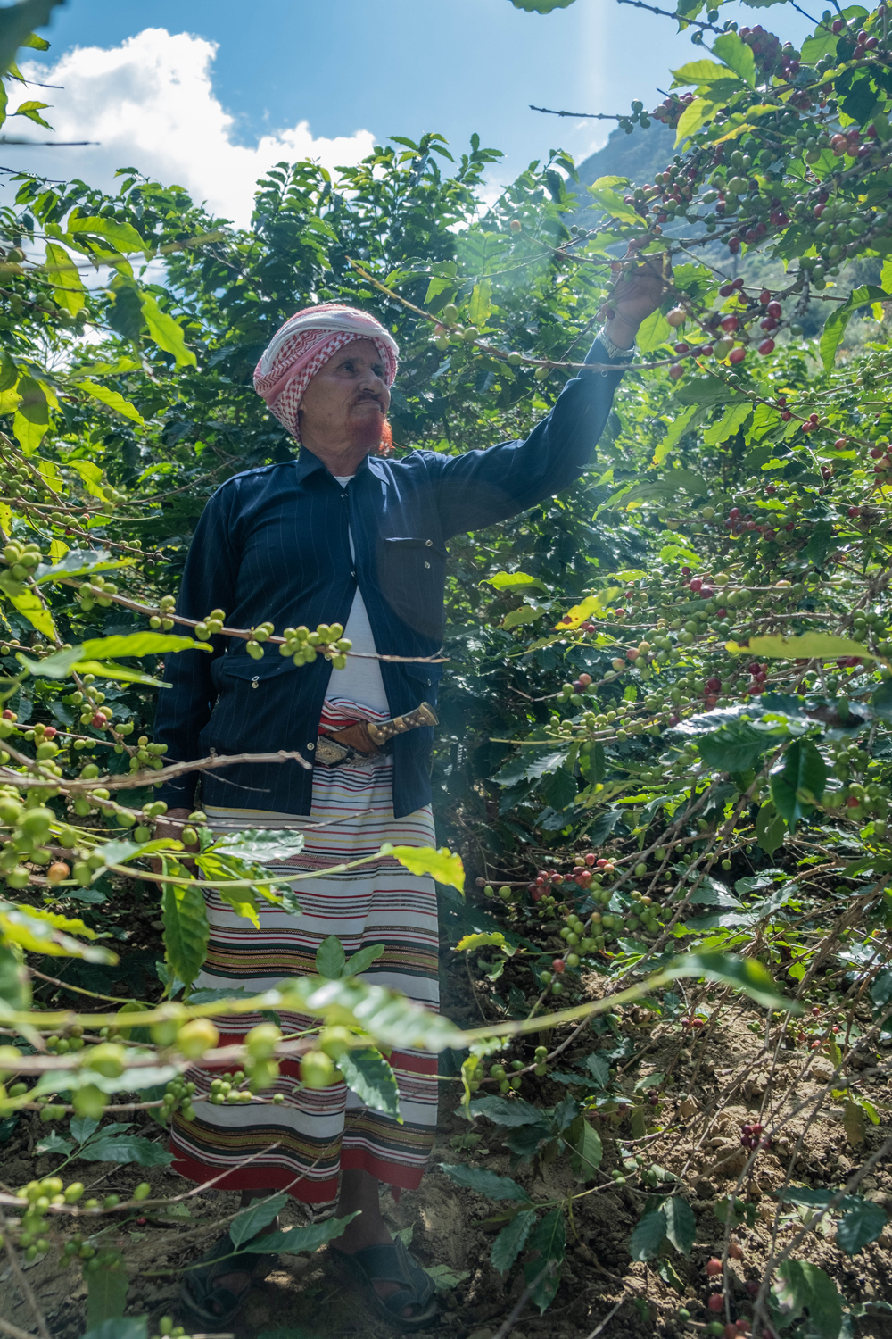 Khawlani coffee beans: The untold story of Arabia’s other black gold
