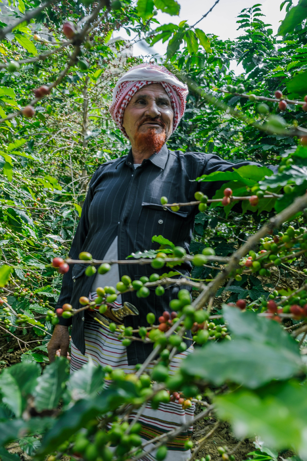 Khawlani coffee beans: The untold story of Arabia’s other black gold