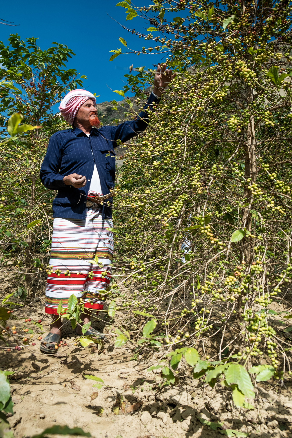 Khawlani coffee beans: The untold story of Arabia’s other black gold