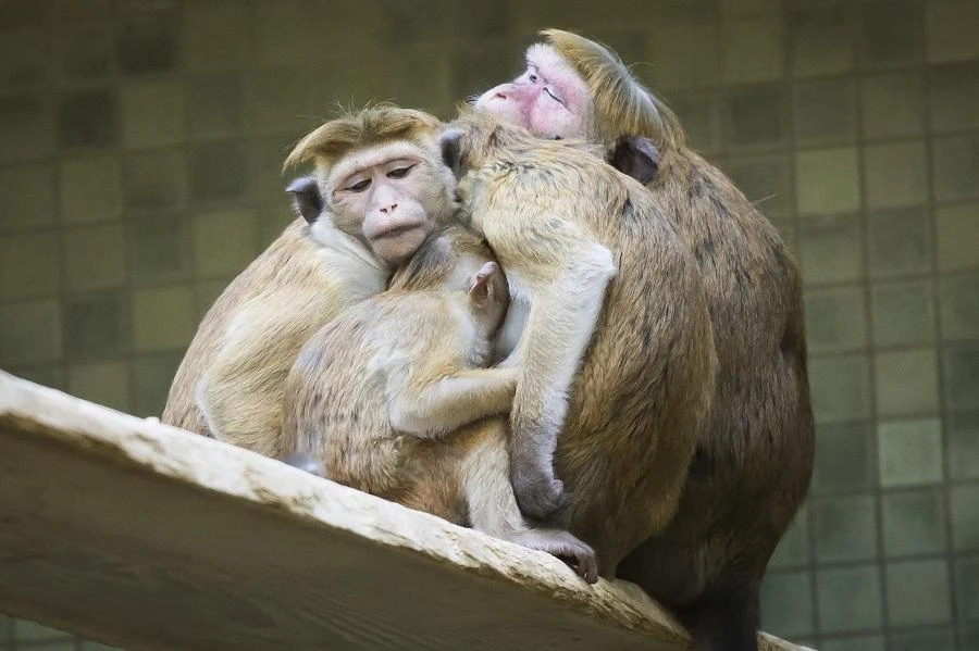 The zoo would remain closed during Wednesday with employees “in shock” after a “terrible tragedy,” the management said. (File/AFP)