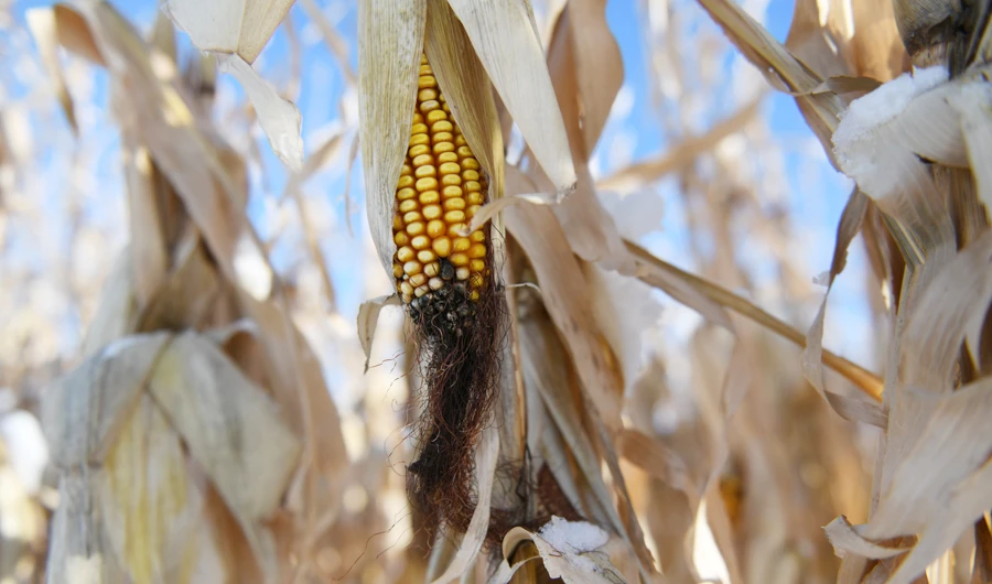 Frozen corn is seen on a farm near East Grand Forks, Minnesota, U.S., November 22, 2019. (REUTERS)