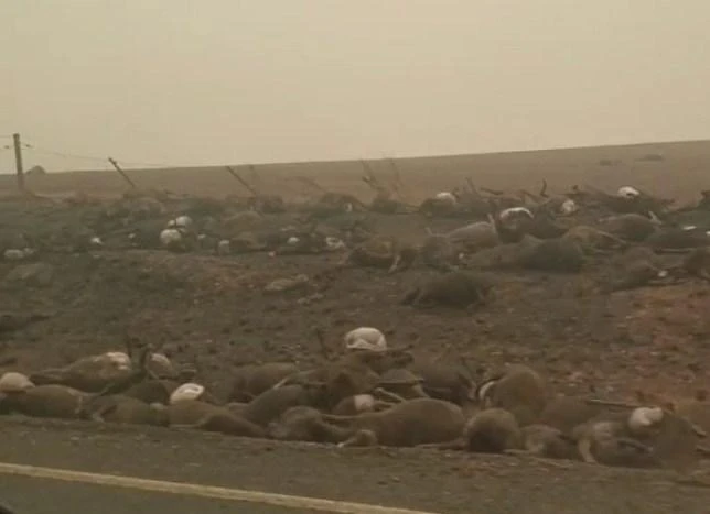 Graphic footage of burnt animals in Australia’s wildfires goes viral