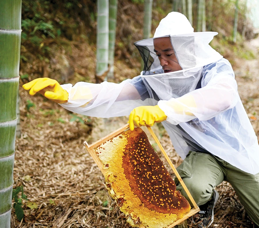 Chinese farmer Ma Gongzuo collecting honey in Zhejiang province. Ma started posting videos showing the origins of his products, which has boosted sales. (AFP)