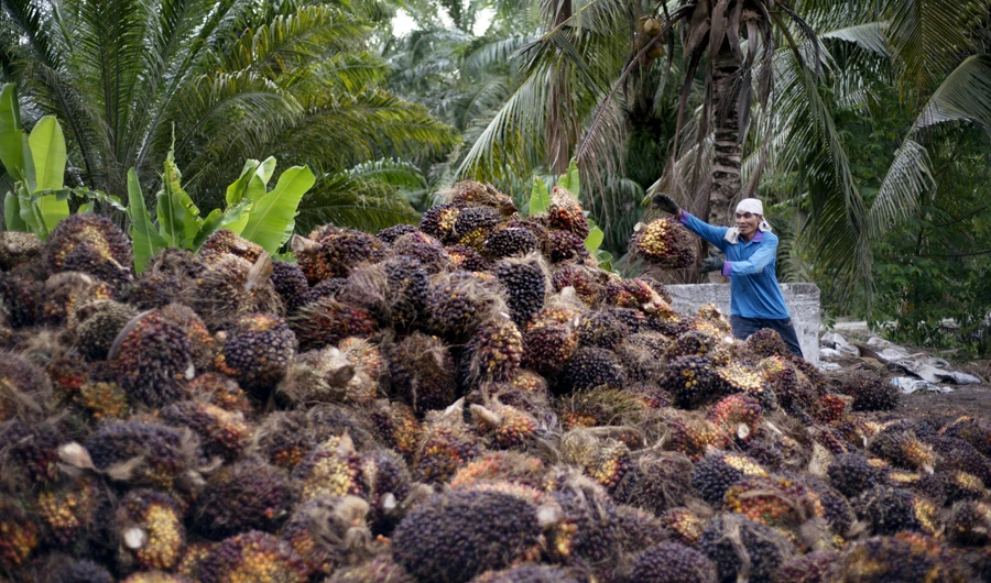 Malaysia may expand its palm oil trade with Pakistan following controls imposed by the Indian government on refined palm oil imports. (Shutterstock)