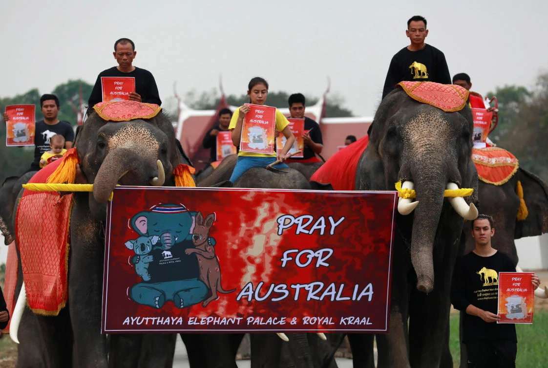 Thai elephants march in silence for Australian bushfires