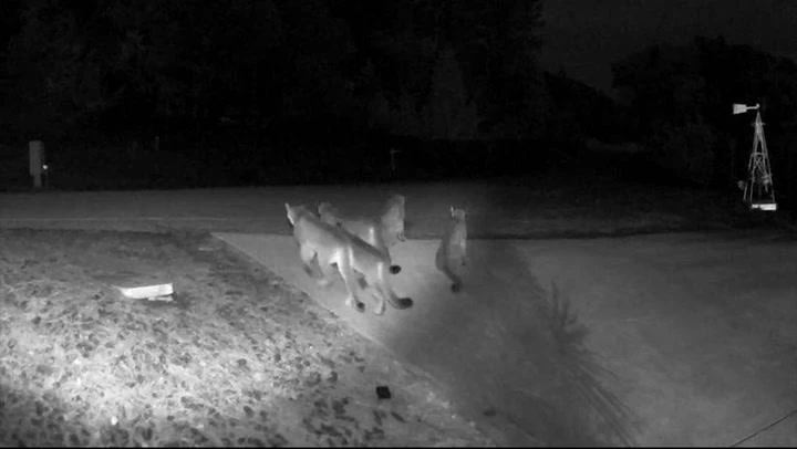 Rare video shows 5 mountain lions together in California