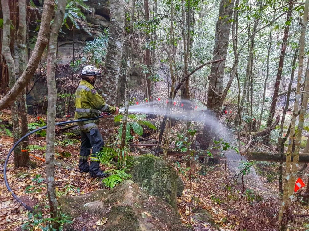 This December 22, 2019, image obtained from the New South Wales Department of Planning, Industry and Environment shows a firefighter dousing a Wollemi Pine with water in the Blue Mountains of Australia. (File/AFP)