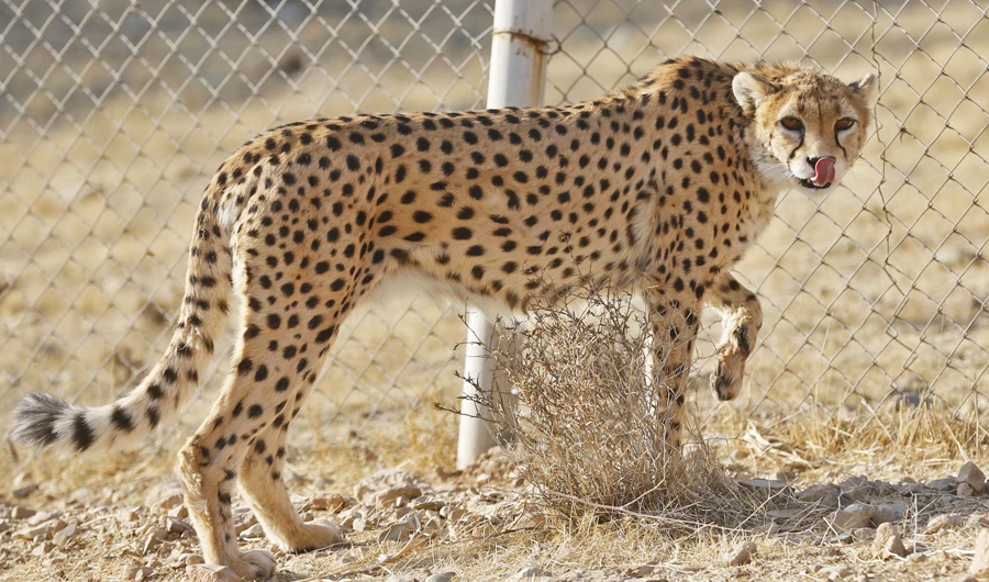 Saudi patrol catches Yemeni smugglers with cheetahs