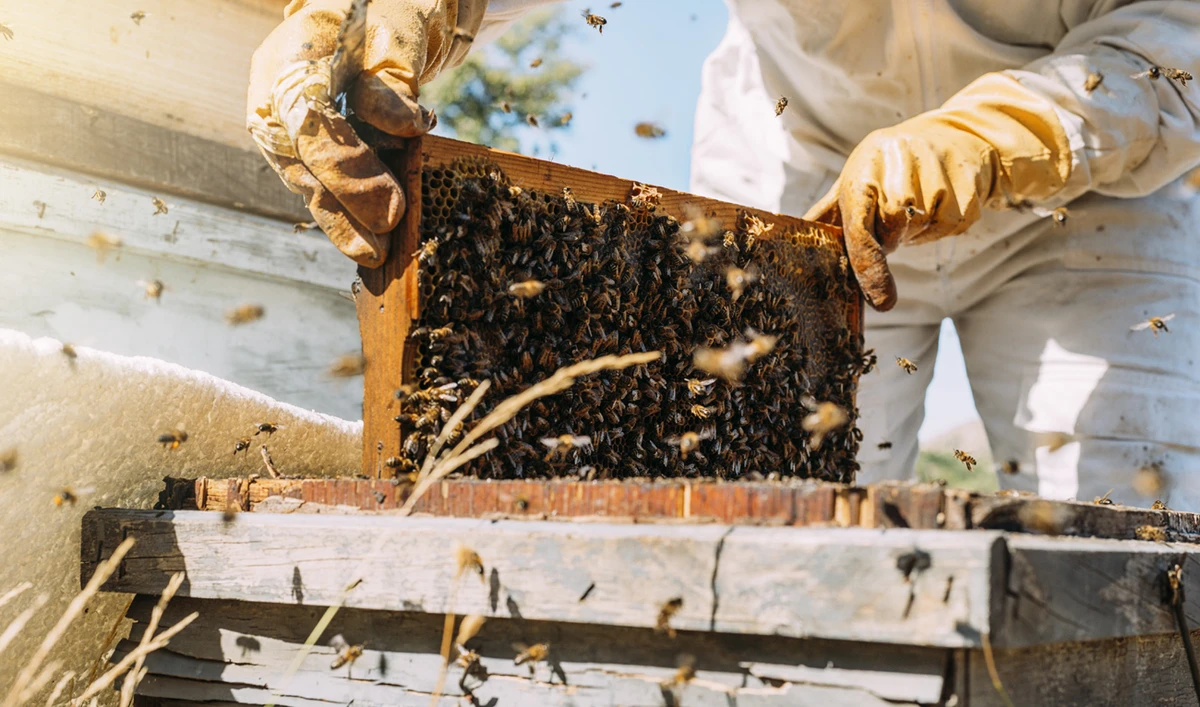 Honey, beekeeping turn Afghan province into business hive