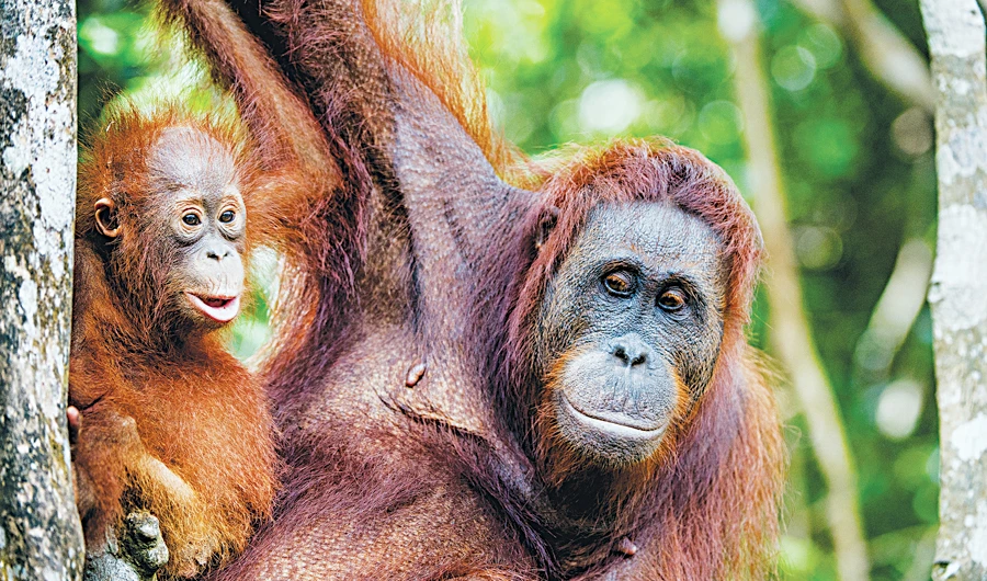 The new capital is to be built on the island of Borneo, where the Kutai National Park is known for its rainforests and its population of orangutans and other primates. (Shutterstock)