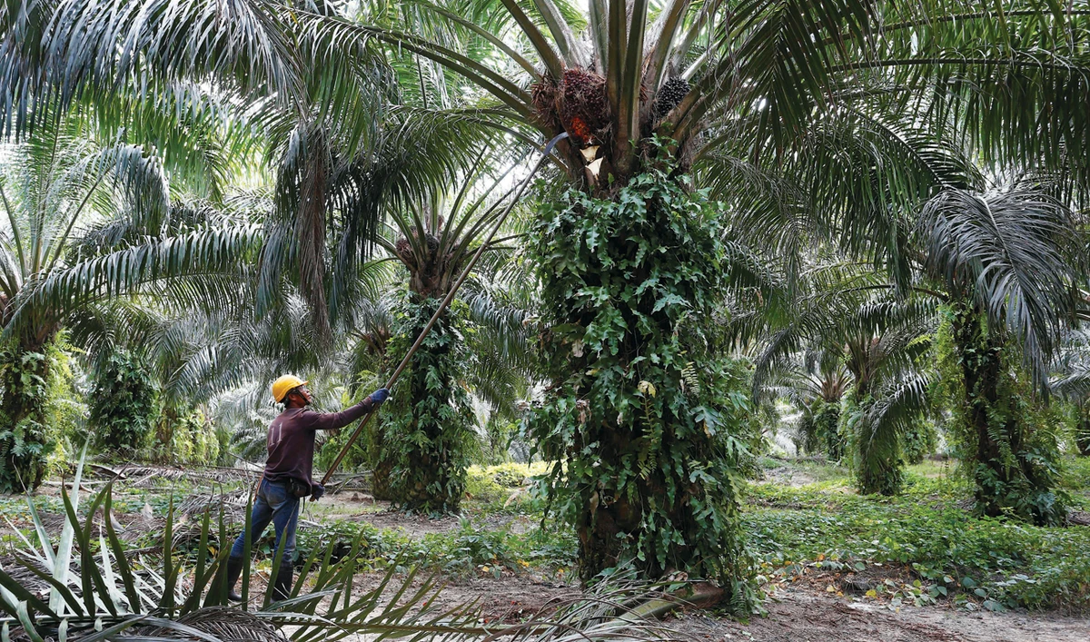 The spat between India and Malaysia began with criticism of Indian “anti Muslim” policies, and has now extended to palm oil import restrictions. (Reuters)