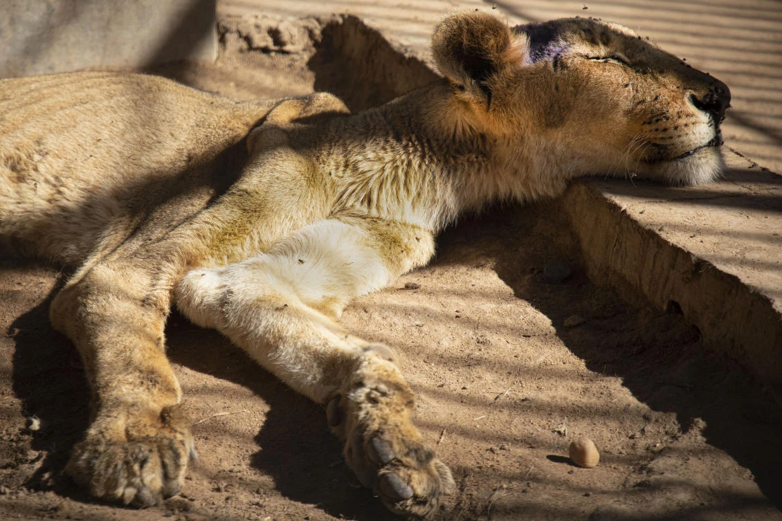 In this Tuesday, Jan. 21 photo, a malnourished lion rests in a zoo in Khartoum, Sudan. With the staff at the destitute Al-Qurashi Park, as the zoo in Khartoum is known, unable to feed and look after the animals, many have died off or were evacuated, leaving only three skeletal lions. (AP)