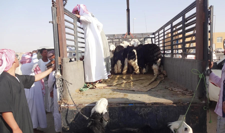 Sudanese livestock imports had been banned since a ministry ruling in October 2019. (SPA)