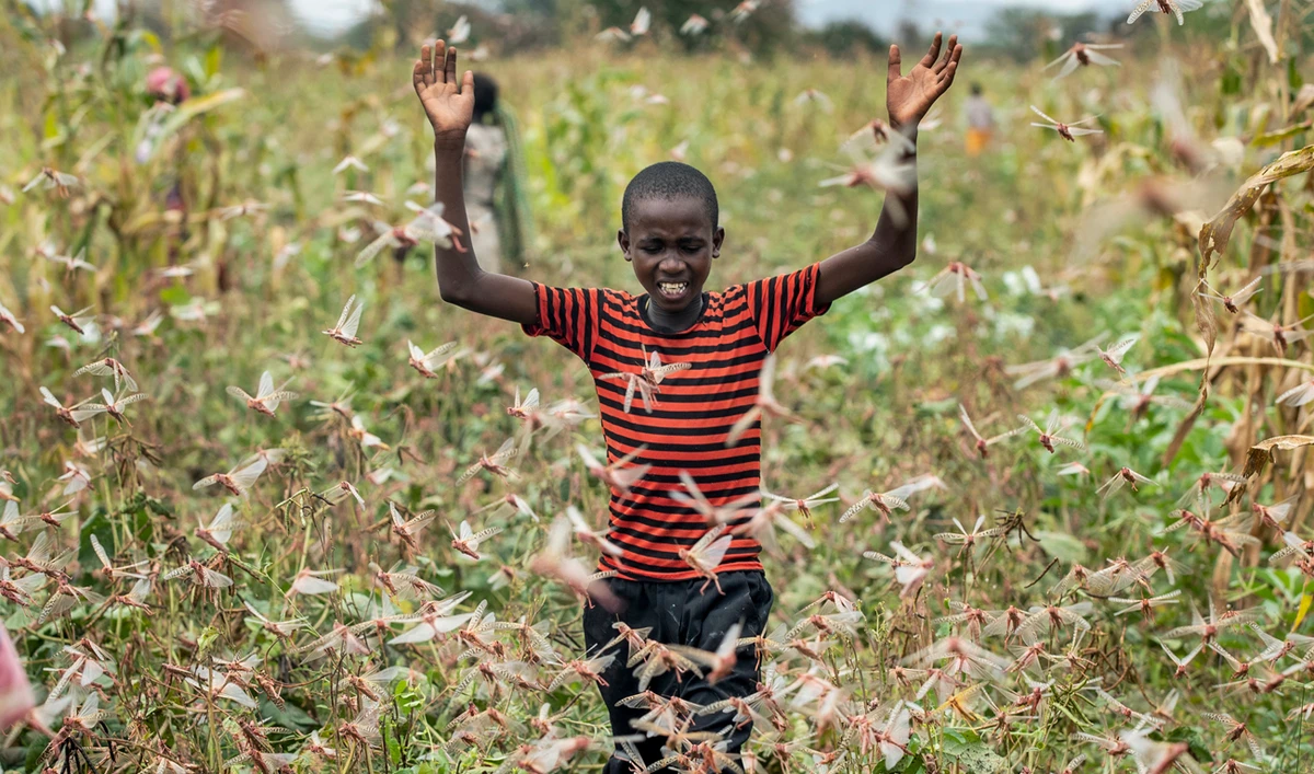 ‘This is huge’ — Locust  swarms destroy African crops