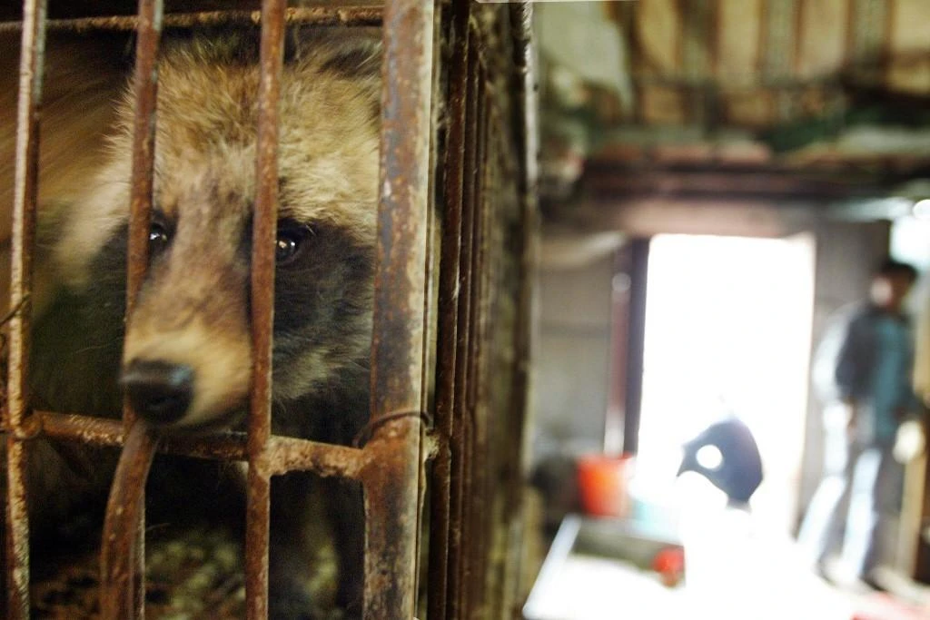 China bans wild animal trade until viral outbreak coronavirus