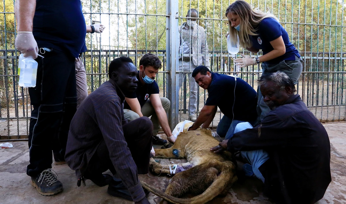 Wildlife veterinarians from Four Paws International and other volunteers treat a malnourished lion inside its cage at the Al-Qureshi park in Khartoum, Sudan January 28, 2020. (Reuters)