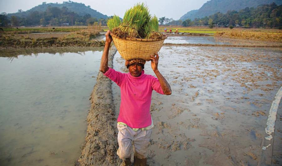 A farmer carries rice saplings in a bamboo basket at a paddy field on the outskirts of Guwahati, India. (AP)