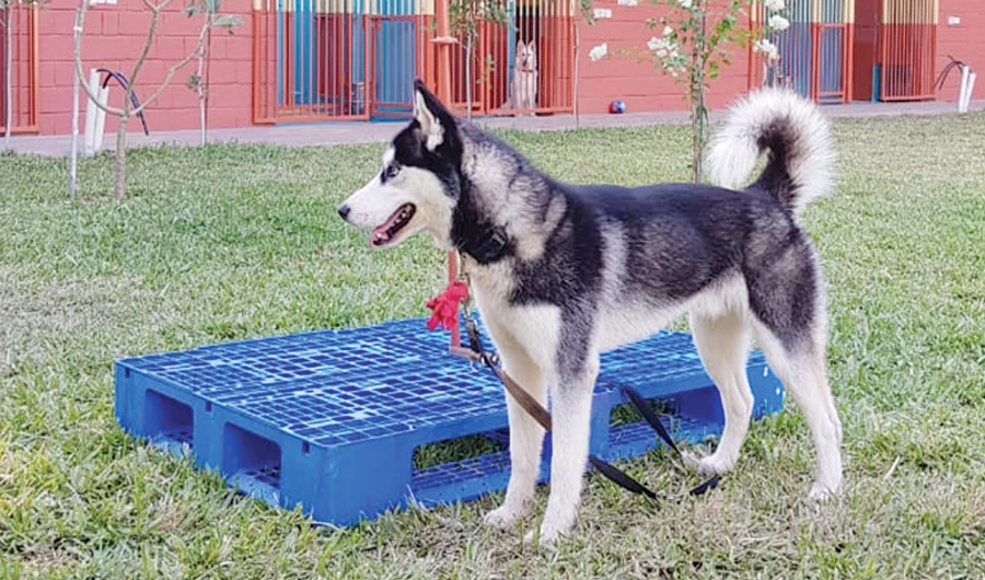 The Open Paws shelter in Jeddah, which was founded by Australian Carmel Hayden, in 2012, currently has two huskies in its care. (Photo/Supplied)