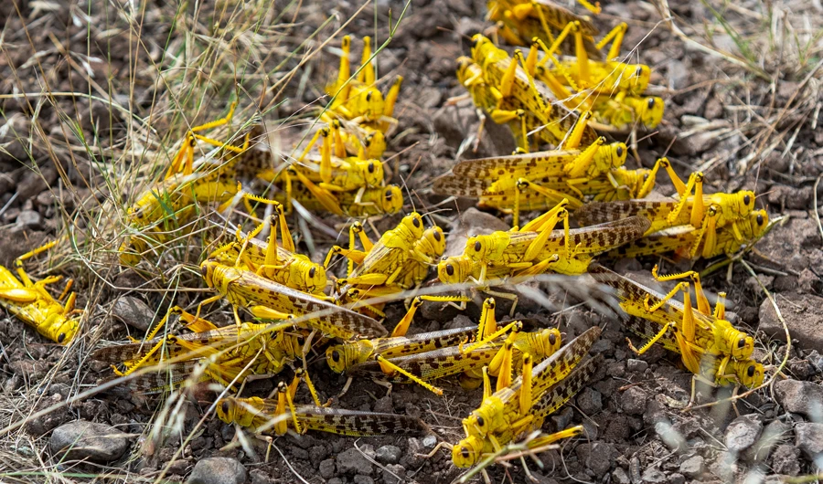 In this photo taken Saturday, Feb. 1, 2020, a group of desert locusts mate on the ground in Nasuulu Conservancy, northern Kenya. (AP)