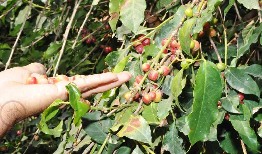 Push to increase number of Saudi Arabia’s Al-Dayer coffee trees to a million