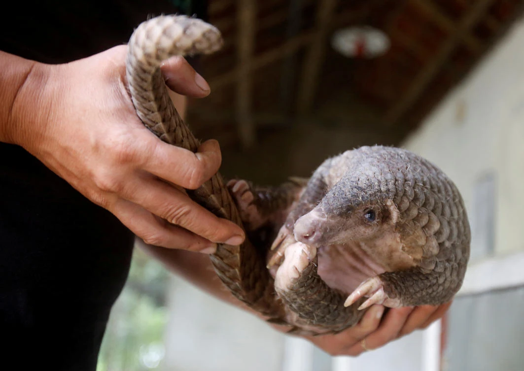 A man holds a pangolin at a wild animal rescue center in Cuc Phuong, outside Hanoi, Vietnam. (Reuters)