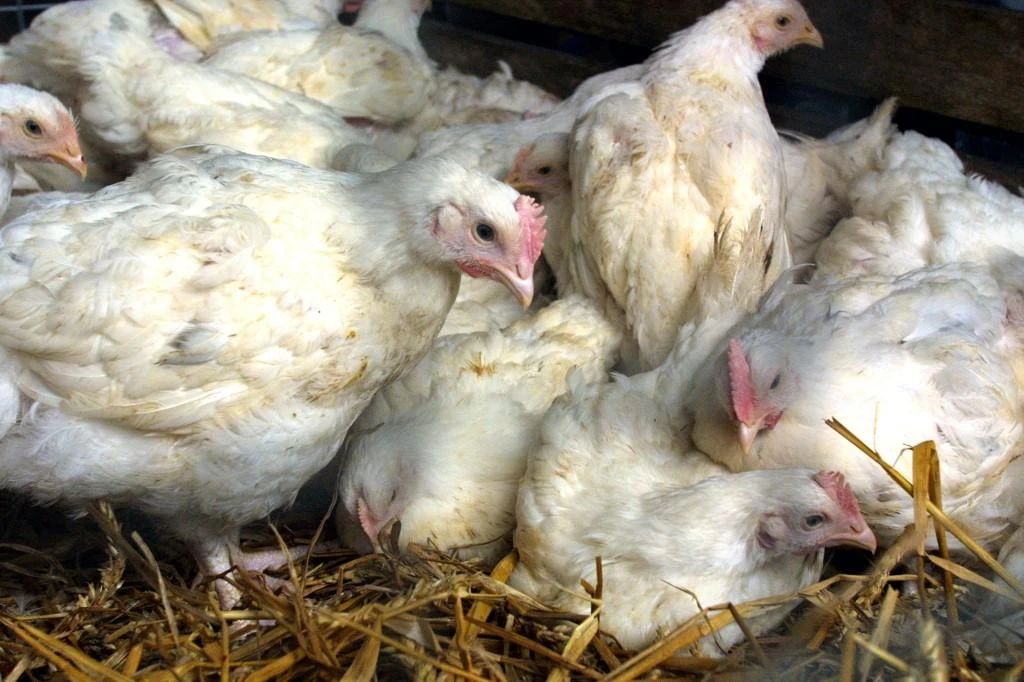 Saudi Arabia’s Ministry of Environment, Water and Agriculture identified several cases of bird flu at a poultry farm in Riyadh and has killed 35,000 birds. (File/AFP)