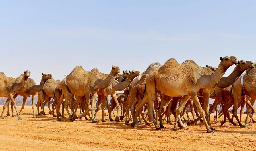 The Salam Veterinary Camel Hospital, in the Qassim region, cost an estimated SR100 million ($26.66 million). (SPA)