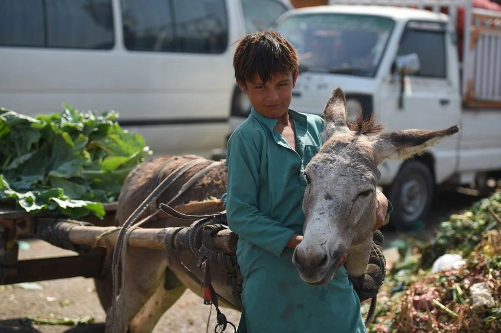 It is a grim milestone for entire generations of families who fled war to create a life in Pakistan, but still face an uncertain future and no clear path to citizenship. (File/AFP)