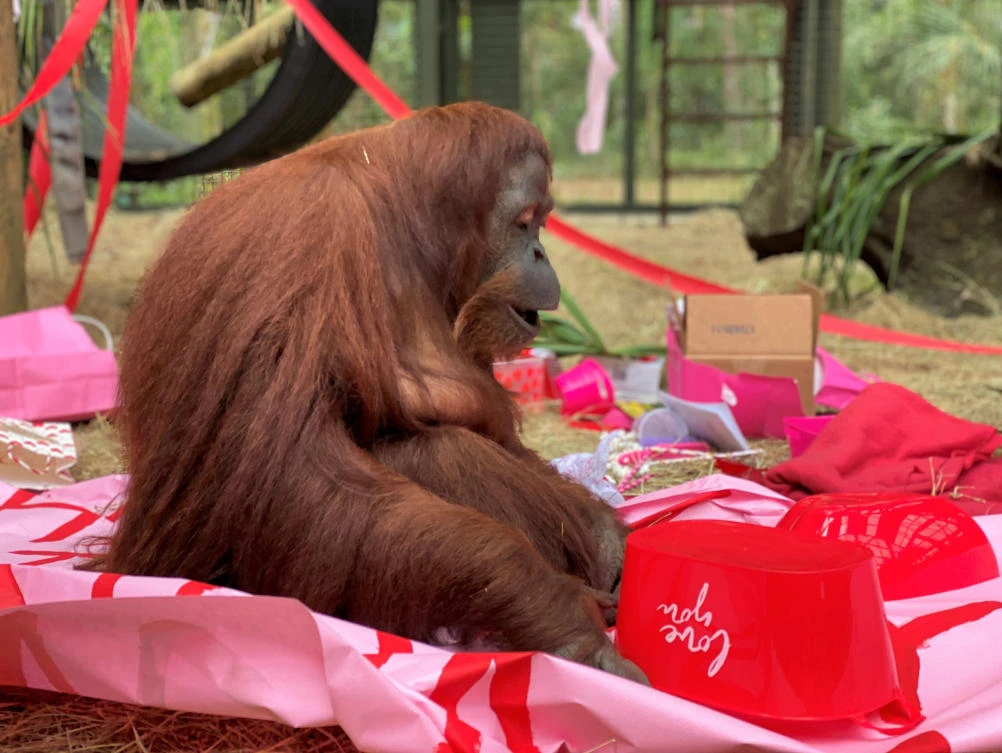 Sandra, orangutan granted ‘personhood’, turns 34