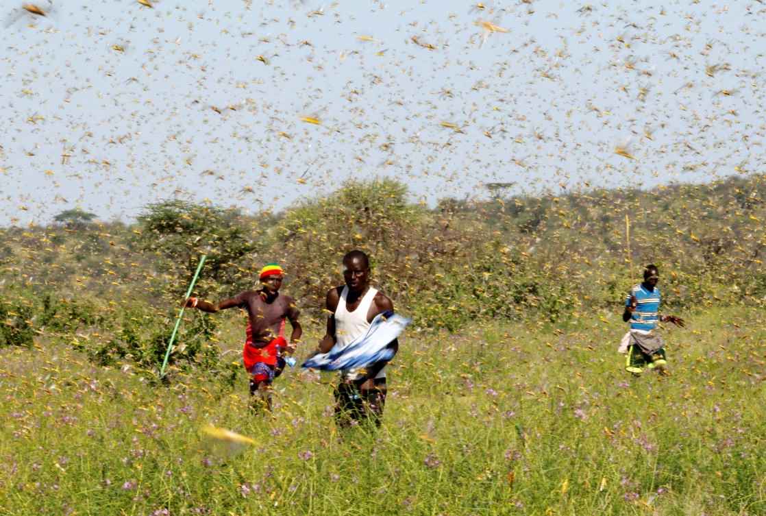 Huge locust outbreak in East Africa reaches South Sudan