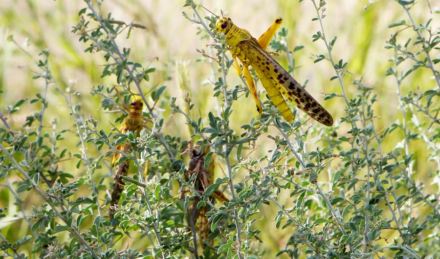 Swarms of locusts attack crops across Saudi Arabia