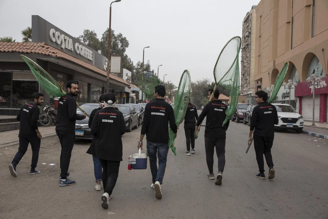 For decades, Cairo dealt with its stray animal problem by leaving poison in the streets. Campaigns led by vets and animal rights groups are leading vaccination and sterilization campaigns for street animals. (AP)