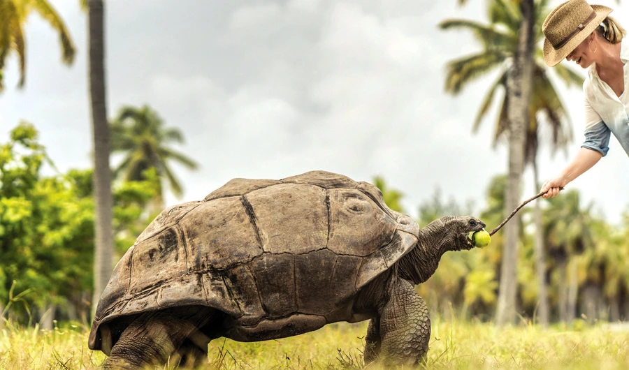 At Desroches Island, Seychelles, visitors can cycle over to the island’s tortoise sanctuary to say hello to baby Aldabra giant tortoises.