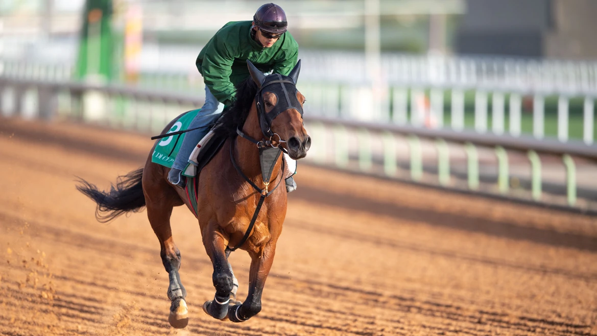 The Japan-based Chrysoberyl cantered steadily for half a lap on the dirt track in the morning on Wednesday ahead of Saturday's Saudi Cup. (Jockey Club of Saudi Arabia/Neville Hopwood)