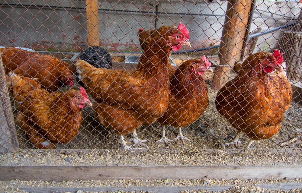 The central bird market in Buraidah was shut down by Qassim Municipality on Thursday as a precautionary measure to prevent the spread of bird flu. (File/ Shutterstock)