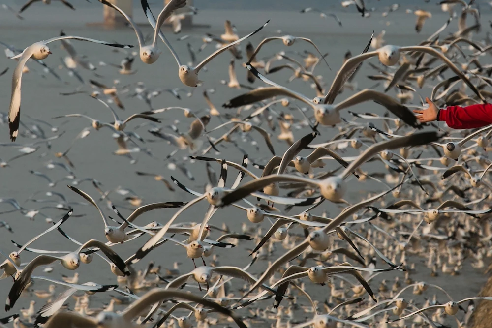 This photo taken on February 26, 2020 shows a girl's hand as she feeds seagulls in Mawlamyine in Myanmar's Mon State. (AFP)