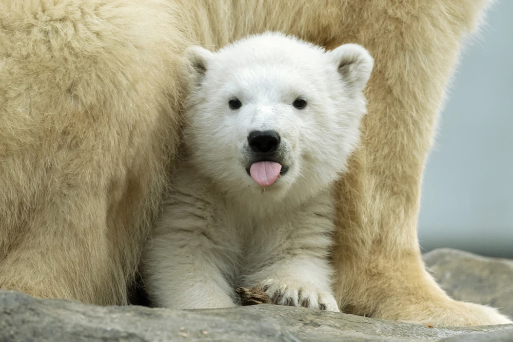 This recent handout photo released on February 27, 2020 by the Tiergarten Schoenbrunn Zoo in Vienna, Austria, shows polar bear cub "Finja" in her enclosure at the zoo. After 20.964 name suggestions for the baby bear from all over the World were sent in, keepers opted for "Finja" on World Polar Bear Day, February 27, 2020. (AFP)