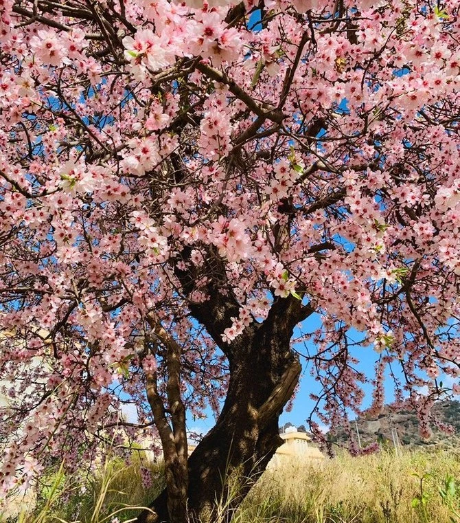 During winter the almond orchards in southern parts of Taif become covered in white flowers. (AN Photo)