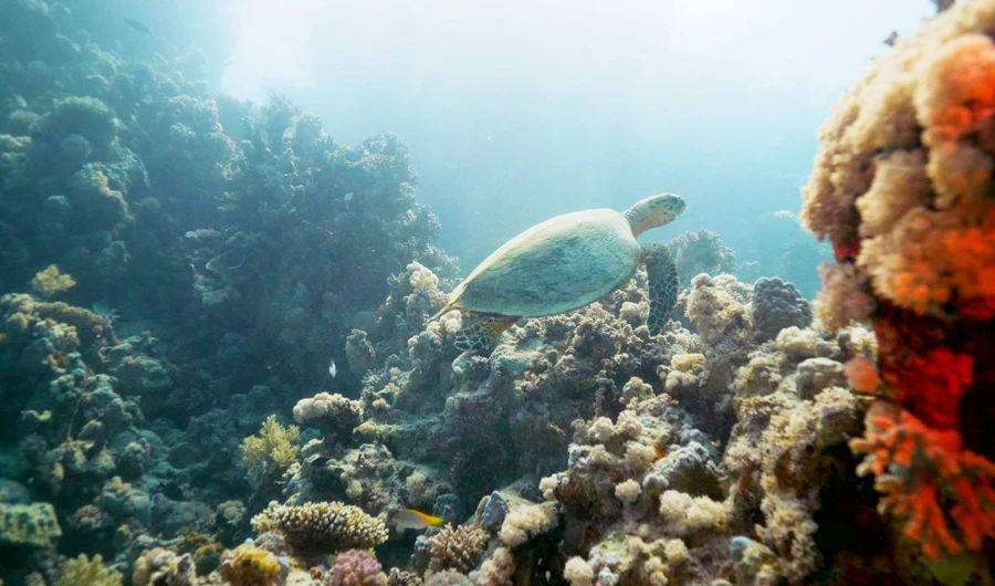 Program launched to protect endangered turtles in Saudi Arabia