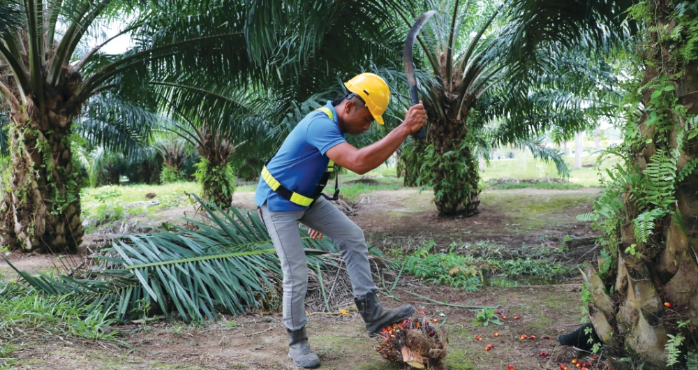 A plantation worker collects palm oil fruits at a plantation in Pulau Carey, Malaysia. Caption text, Caption text, Caption text Caption text. (Reuters/File)