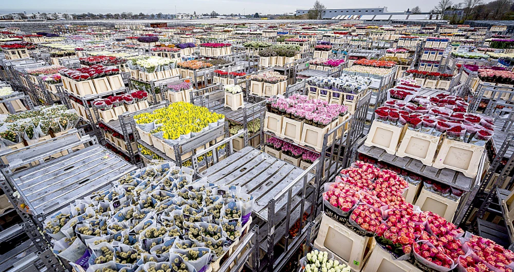 Flowers are stored prior to their destruction at the flower auction in Aalsmeer, near Amsterdam, as growers around the world face ruin. (AFP)