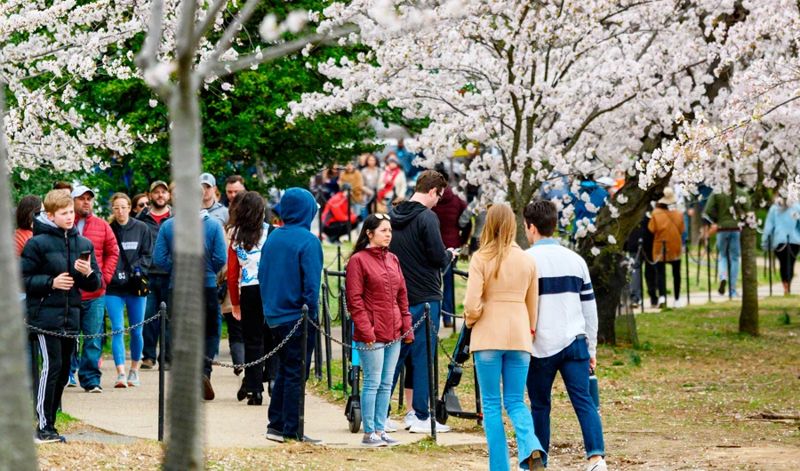 Washingtonians and tourists walk around the tidal basin to see this years Cherry Blossom's despite the outbreak of Coronavirus, COVID-19, and the social distancing recommendations by the authorities on March 21, 2020 in Washington, DC. (AFP)