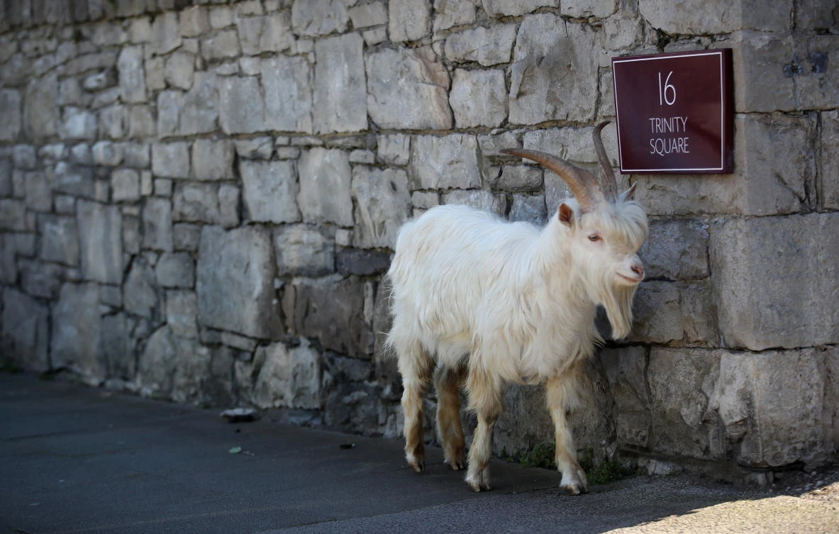 A goat is seen in Llandudno as the spread of the coronavirus disease (COVID-19) continues, Llandudno, Wales, Britain, March 31, 2020. (Reuters/Carl Recine)